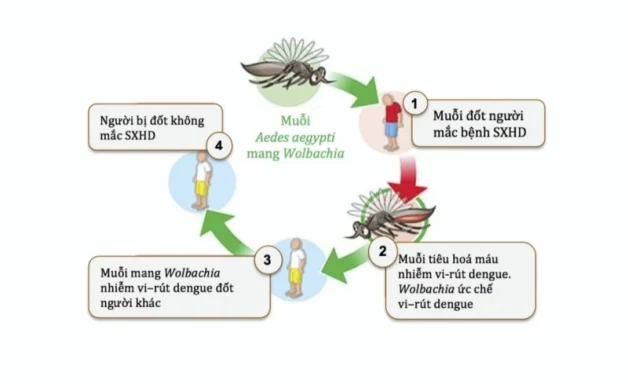Quá trình lây truyền của virus sốt xuất huyết