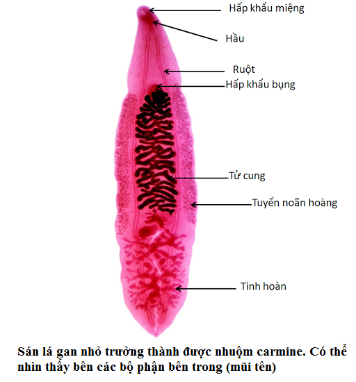 trứng sán lá gan nhỏ