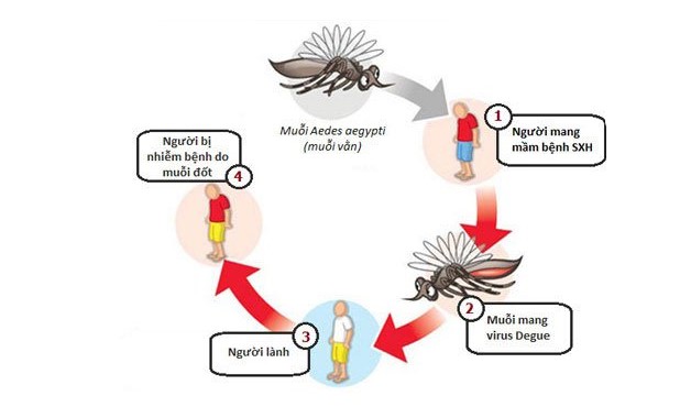 Tìm hiểu về chu kỳ sốt xuất huyết