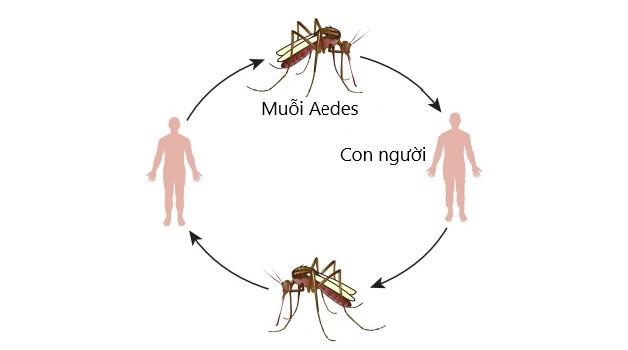 Cảnh giác mức độ nguy hiểm và những biến chứng sốt xuất huyết