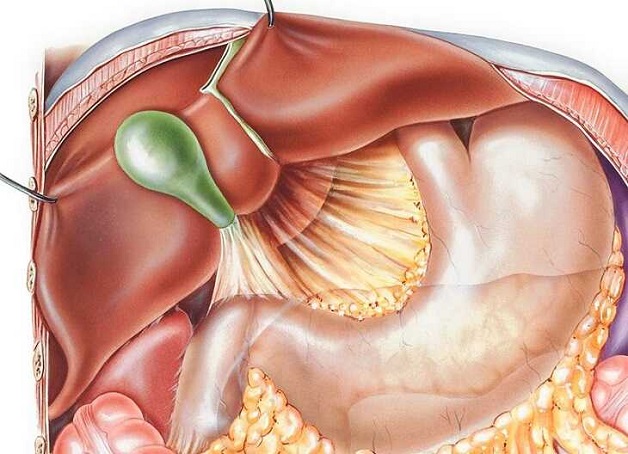 Trào ngược dịch mật là tình trạng mật bị đẩy lên thực quản
