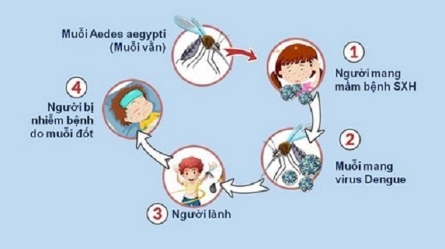 các triệu chứng sốt xuất huyết và vòng đời lây bệnh 
