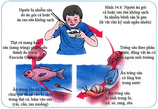 Vòng đời lây nhiễm của trứng sán lá gan nhỏ