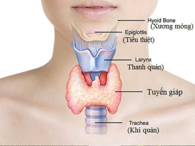 Tuyến giáp là tuyến nội tiết lớn nhất của cơ thể