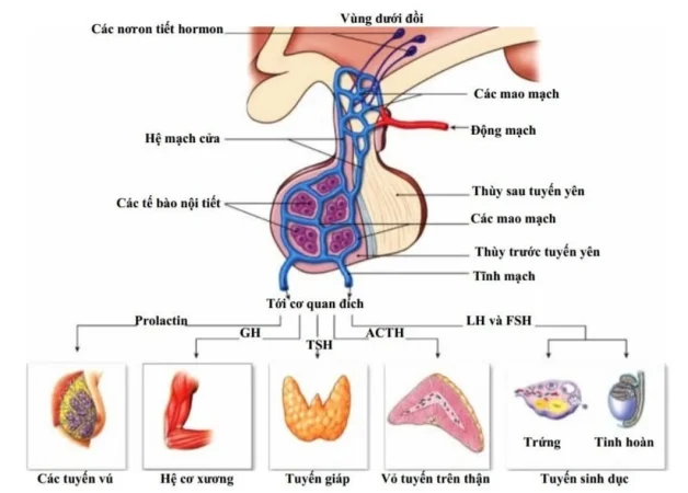 ACTH tuyến yên giúp phát hiện bệnh tuyến yên và tuyến thượng thận