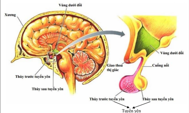Hình ảnh giải phẫu tuyến yên