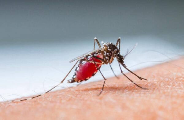 Phân biệt sốt xuất huyết và sốt virus qua nguyên nhân gây bệnh