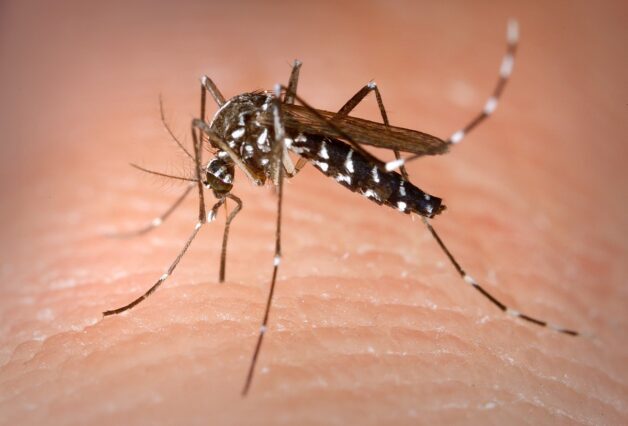Sốt xuất huyết phát sinh ở một người khi người đó bị muỗi vằn nhiễm virus Dengue đốt. 