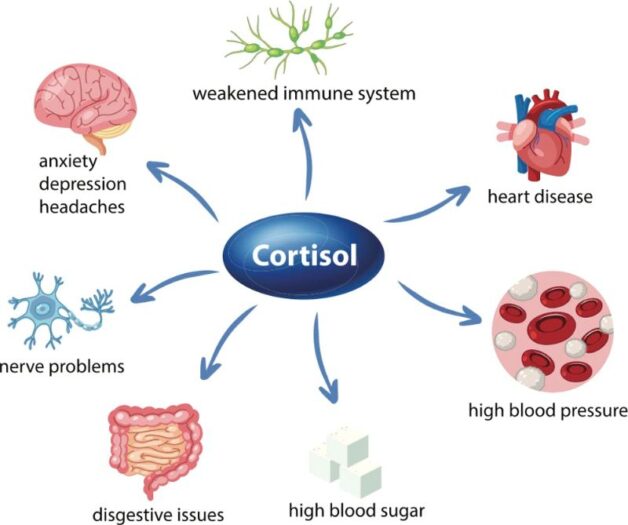 Vai trò của Cortisol tuyến thượng thận