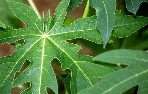 trị ung thư gan bằng lá đu đủ