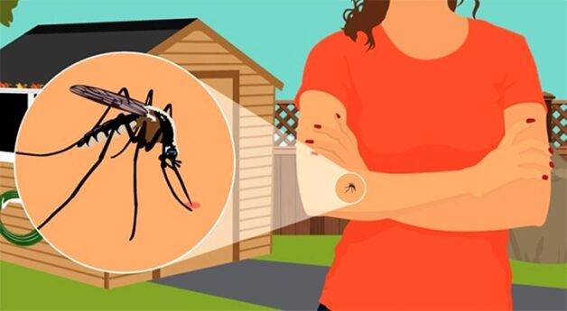 Tránh muỗi đốt để phòng ngừa bệnh