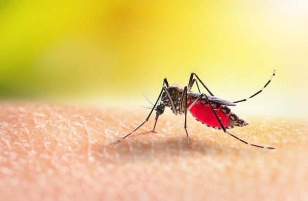 Trung gian truyền nhiễm sốt xuất huyết là muỗi Aedes aegypti và muỗi Aedes albopictus.