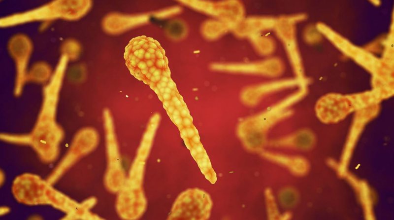 Vi khuẩn Clostridium tetani được xem là nguyên nhân chủ yếu dẫn đến bệnh uốn ván