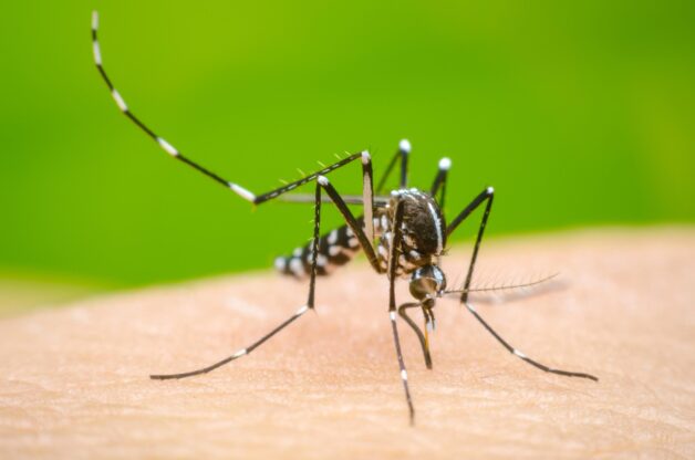 Nguyên nhân gây sốt xuất huyết ở trẻ em được xác định là virus Dengue.