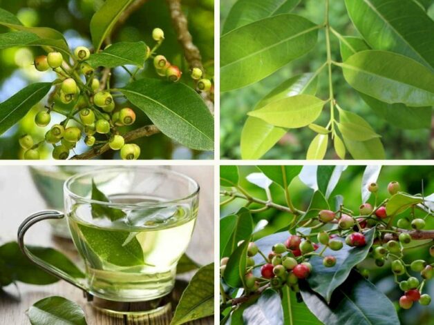 Lá vối chữa bệnh gan nhiễm mỡ và nhiều bệnh lý khác