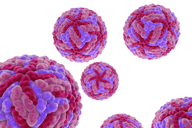 Sốt xuất huyết có nguyên nhân phát sinh là virus Dengue.