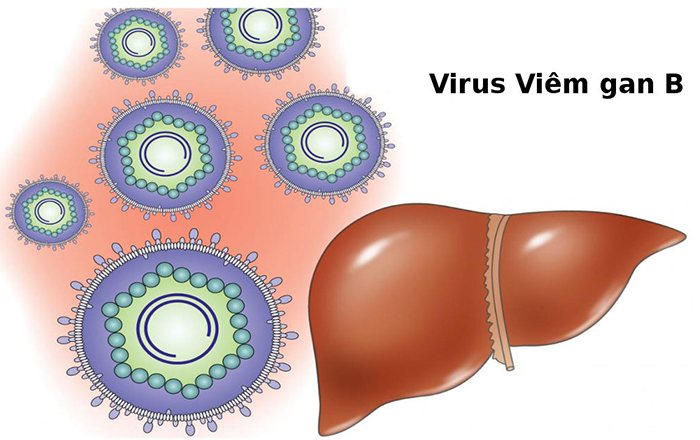 vắc xin viêm gan ab cho người lớn