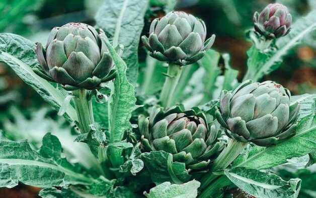 Xơ gan uống lá cây gì? Trà Atiso từ lâu đã được biết đến với công dụng làm mát, thanh lọc và thải độc tố cho cơ thể