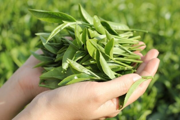 Xơ gan uống lá cây gì? Lá trà xanh phù hợp với người bệnh