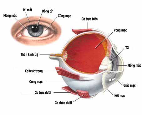 Võng mạc mỏng nhất ở đâu và cách bảo vệ võng mạc mắt-1