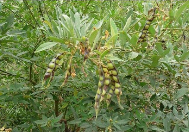 Cây đậu săng chữa bệnh thủy đậu không?