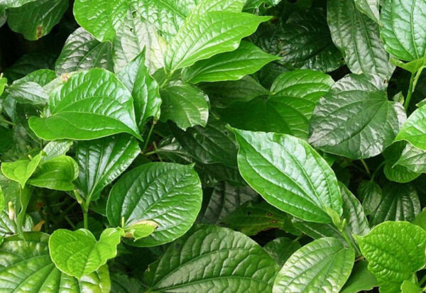 Trẻ thủy đậu có thể tắm với nước lá trầu không