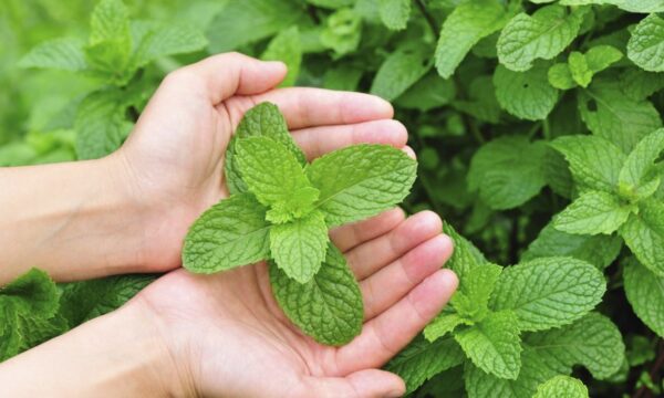Bạc hà là một trong những cây thuốc nam có tác dụng trị thủy đậu cho trẻ
