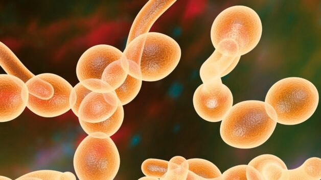Nguyên nhân phát sinh nấm miệng là nấm Candida albicans.