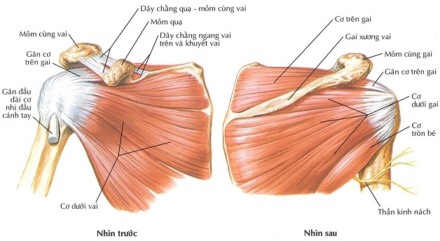 Gai xương khớp vai là bệnh gì?