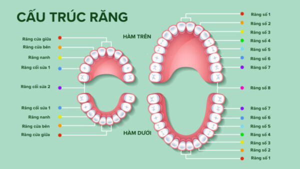 Hàm dưới có bao nhiêu răng ở người trưởng thành?