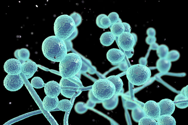 Candida albicans là nguyên nhân phát sinh nấm miệng.