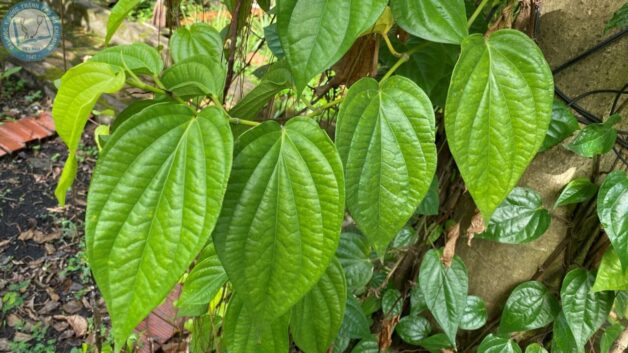tác dụng của lá trầu không với bệnh trĩ