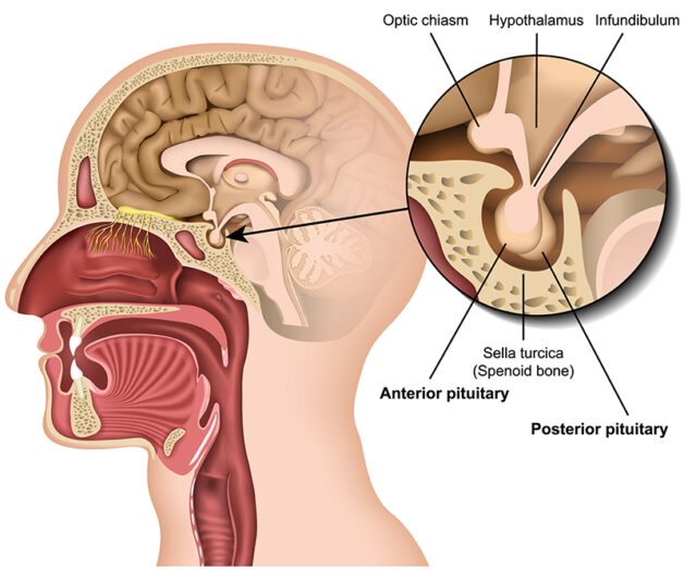 Vị trí của tuyến yên