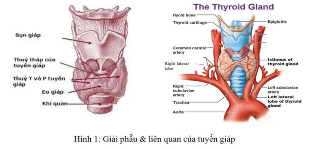Hình ảnh tuyến giáp giải phẫu