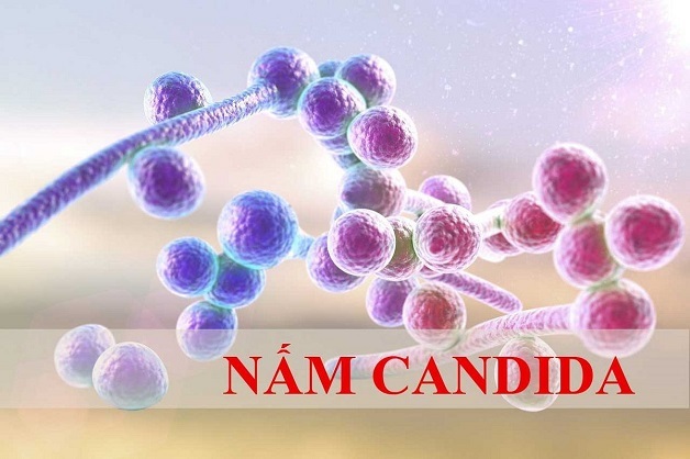 Một trong những nguyên nhân chính khiến bạn bị viêm âm đạo chính là nấm men