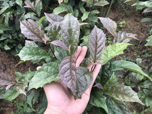 Cây xạ đen chữa viêm loét dạ dày