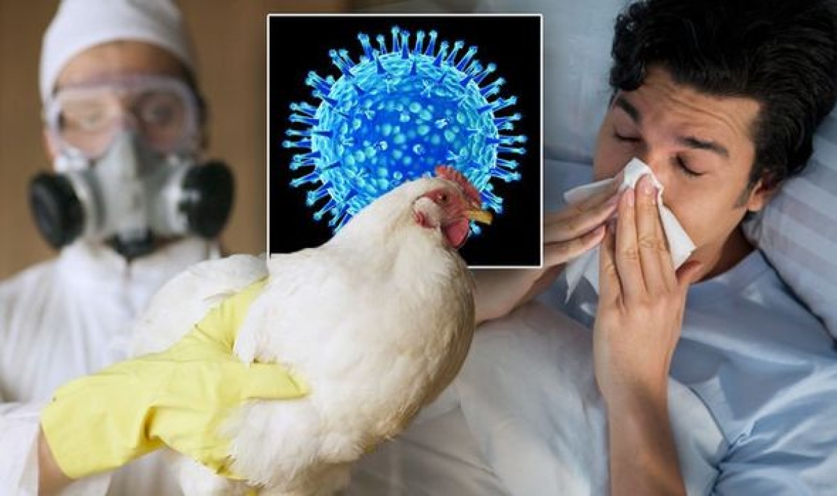 Tình trạng cúm A H5N1 là một nguy cơ nghiêm trọng đối với sức khỏe không thể lơ là
