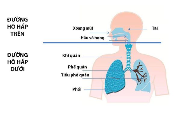 Viêm đường hô hấp trên là bệnh lý khá phổ biến ở đối tượng trẻ em