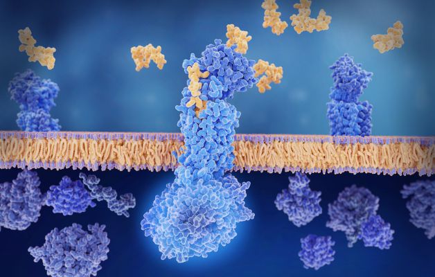 Calcitonin trong tuyến giáp và tuyến cận giáp