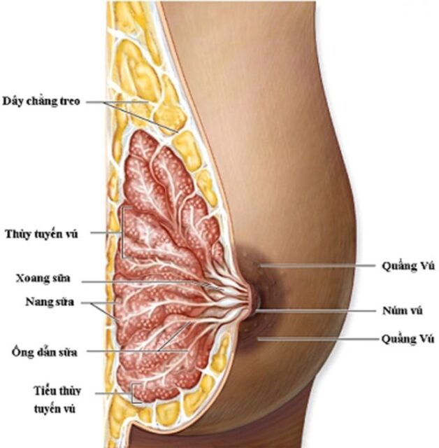 U nang tuyến vú có thể gặp ở bất kỳ độ tuổi nào nhưng thường thấy ở phụ nữ dưới 50 tuổi và người có dùng thuốc hỗ trợ nội tiết tố nữ.