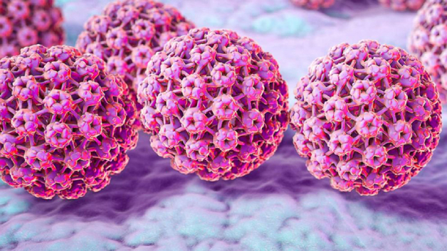 Nguyên lý lây truyền của virus HPV?