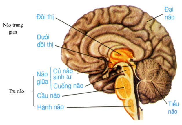 Hình ảnh cầu não