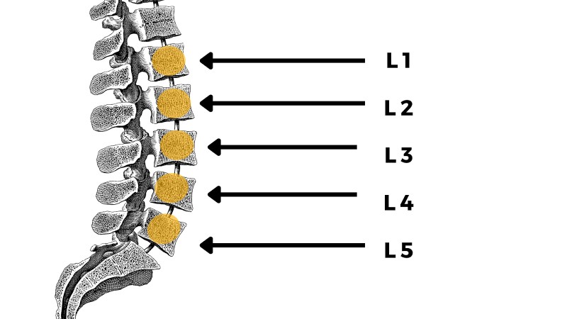 Vị trí đốt sống L3, L4 nằm ở đâu?
