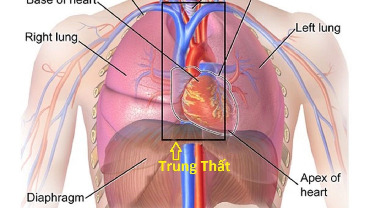 HẠCH TRUNG THẤT CÓ THỂ LÀ DẤU HIỆU CỦA VẤN ĐỀ SỨC KHỎE TIỀM ẨN CẦN THEO DÕI