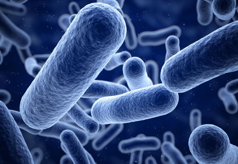 Một số vi khuẩn như Tubercle bacilli hay Chlamydia có thể gây viêm màng bồ đào trước.