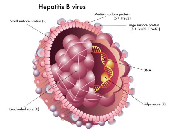 Virus viêm gan B lây nhiễm dễ dàng nên càng trở nên nguy hiềm.