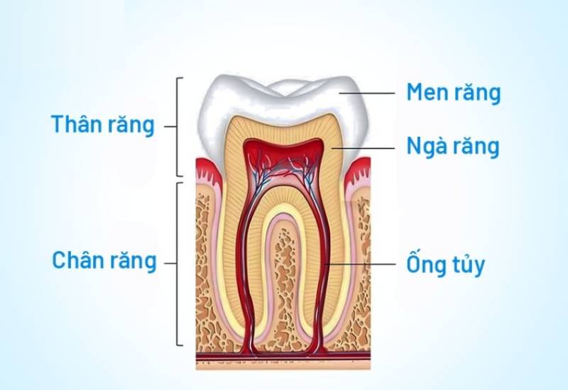 quy trình điều trị tủy răng của Bộ Y tế có đúng không