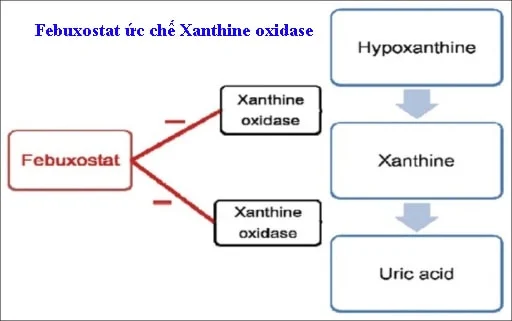 Febuxostat cơ chế tác động