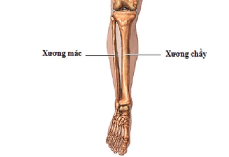 cấu tạo xương mác