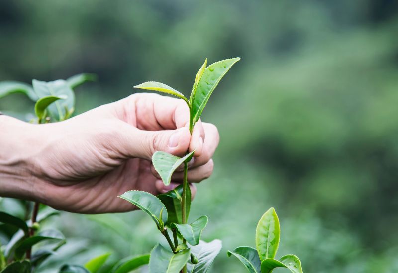 Việc bổ sung các thực phẩm có tính chống viêm sẽ giúp giảm các triệu chứng khó chịu và hỗ trợ quá trình phục hồi.
